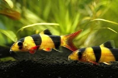 龍魚缸多少溫度合適：龍魚檢疫方法