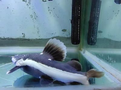 龍魚缸里養小魚直接讓龍魚吃（在龍魚缸中飼養供食用的小魚，需要注意以下幾點）