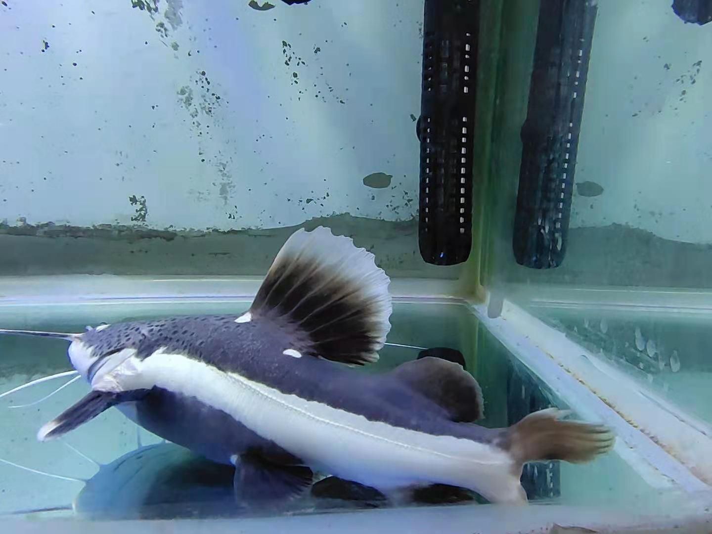 龍魚缸里養小魚直接讓龍魚吃（在龍魚缸中飼養供食用的小魚，需要注意以下幾點）