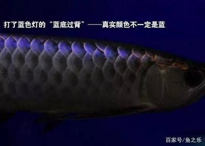 龍魚如何麻醉自己的身體：關于龍魚麻醉的一些實踐