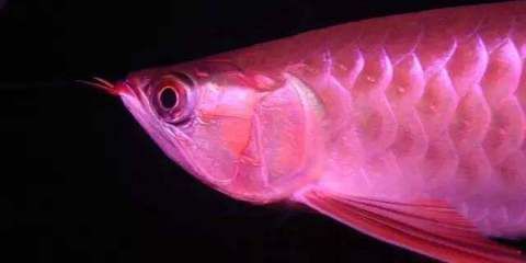 龍魚燈照時(shí)間（關(guān)于龍魚燈照時(shí)間的一些建議）