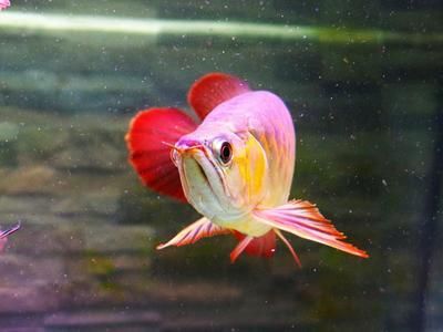 龍魚燈照時(shí)間（關(guān)于龍魚燈照時(shí)間的一些建議）