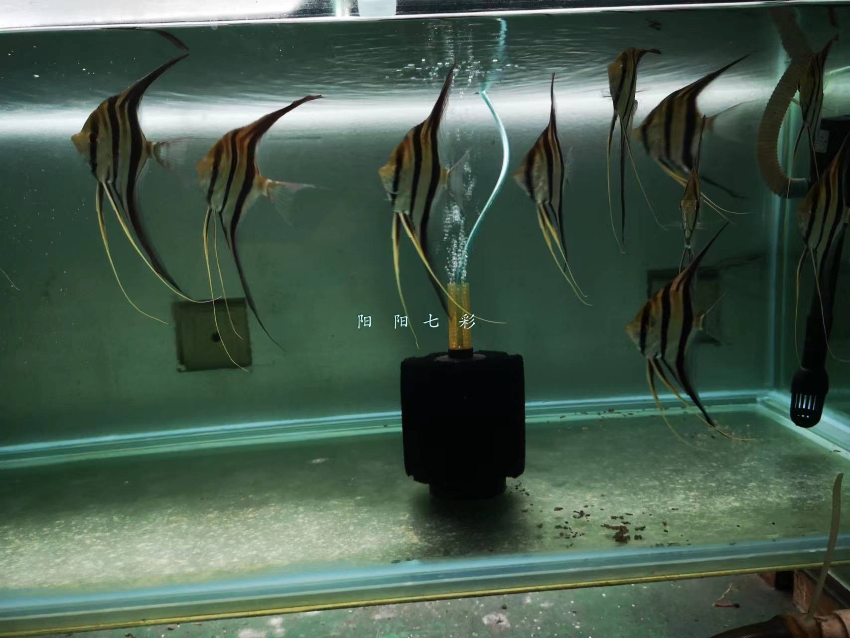 養龍魚加黑水好嗎：養龍魚加黑水是否好，取決于具體情況的情況來做出判斷