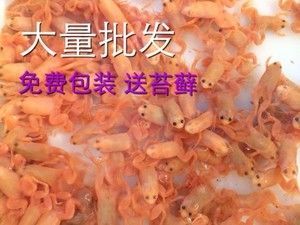 龍魚吃什么飼料魚食好：如何自制龍魚飼料，龍魚飼料品牌推薦，龍魚飼料保存方法