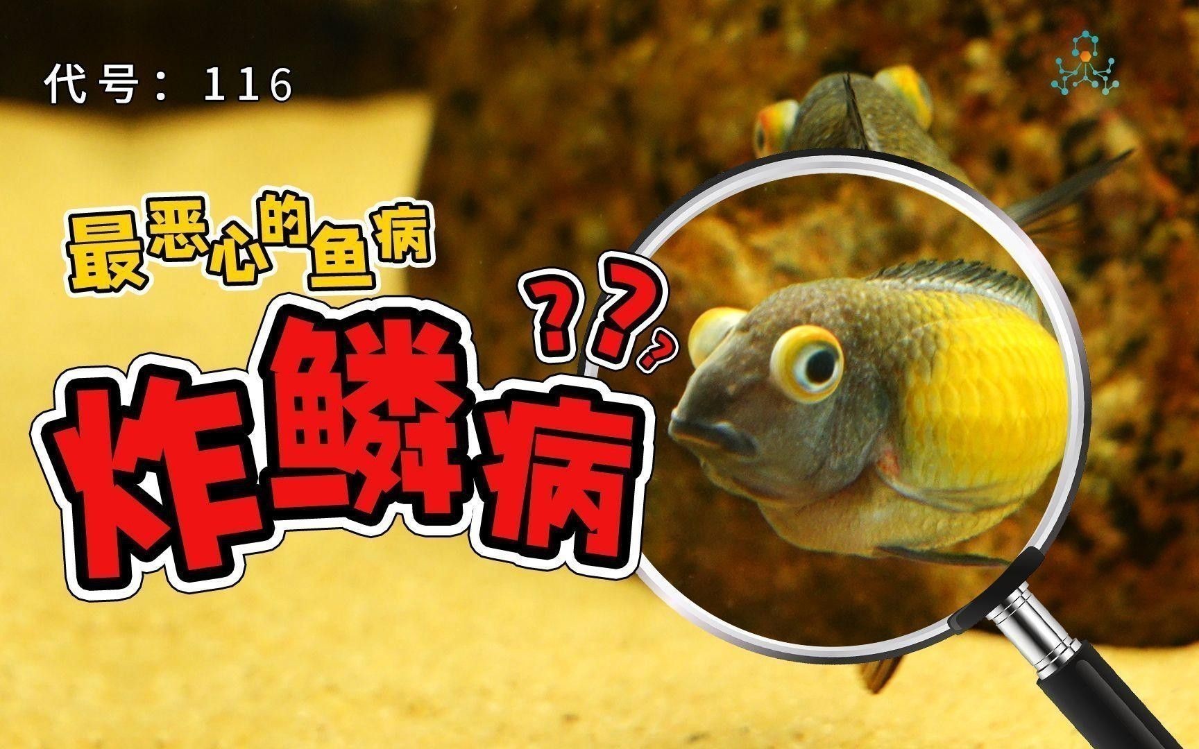 龍魚炸鱗有哪些癥狀？