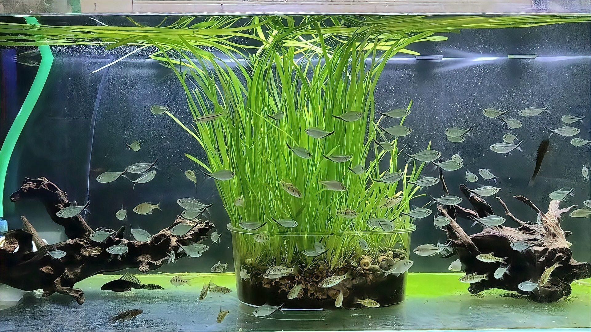 紅龍魚身上有白色絮狀物如何治療