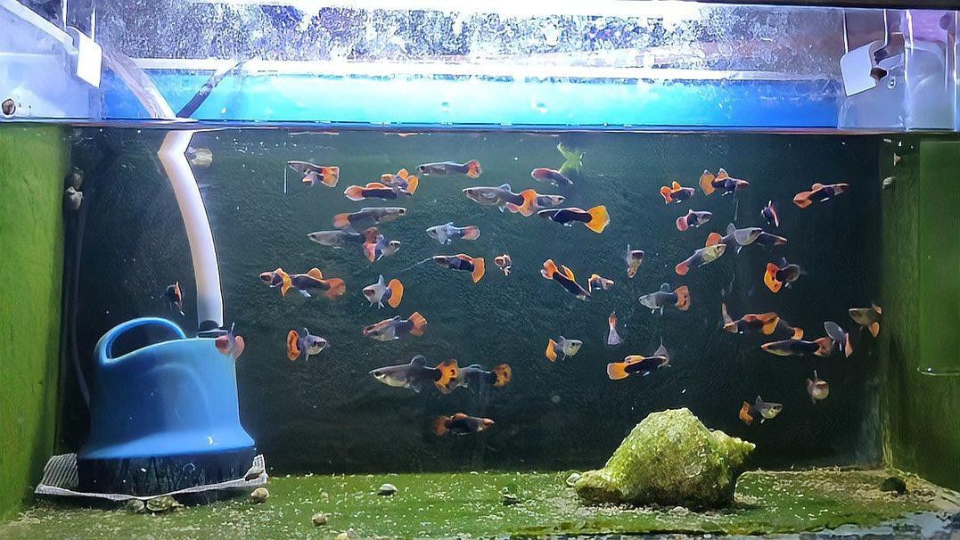 紅龍魚身上有白色絮狀物如何治療
