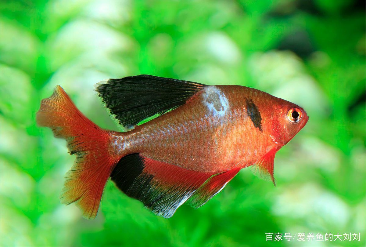 紅龍魚身上有白色絮狀物如何治療