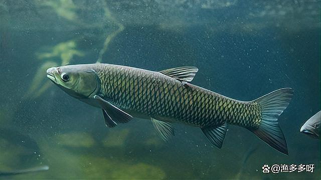 龍魚缺氧浮頭呆滯