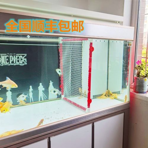 紅龍魚膽小怎么辦