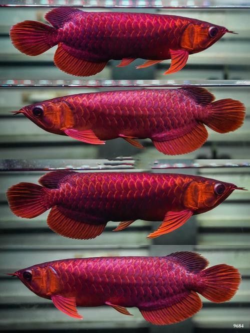 龍魚是什么顏色的圖片