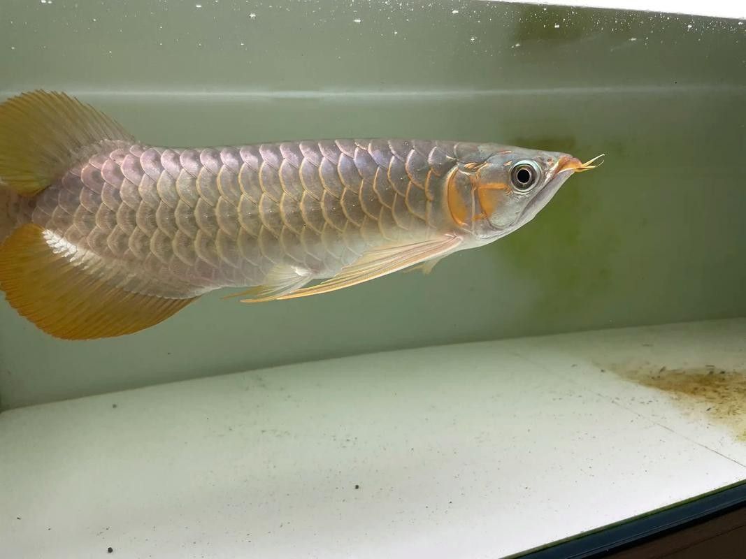 高背金龍魚發色過程圖片大全欣賞