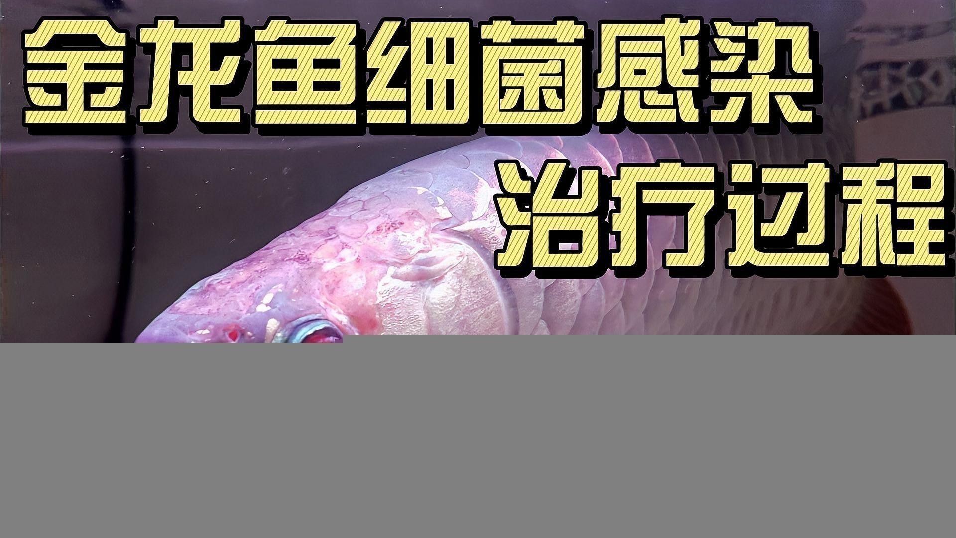 白銀龍魚背部魚鱗脫落了怎么辦啊