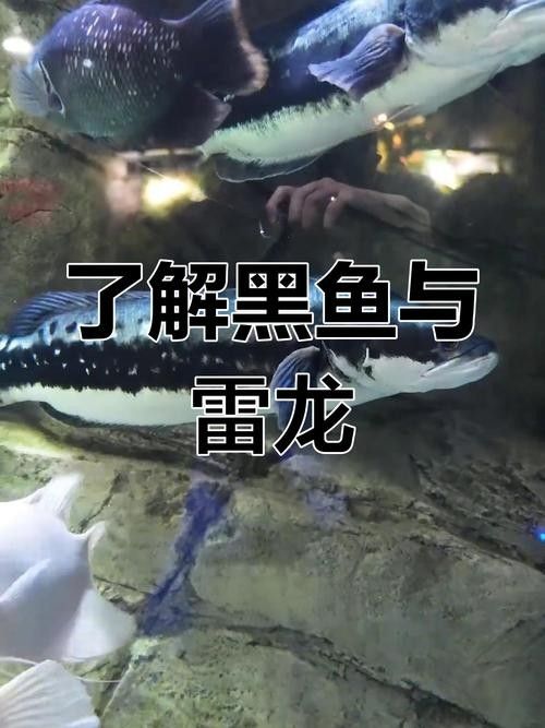 雷龍魚與黑魚