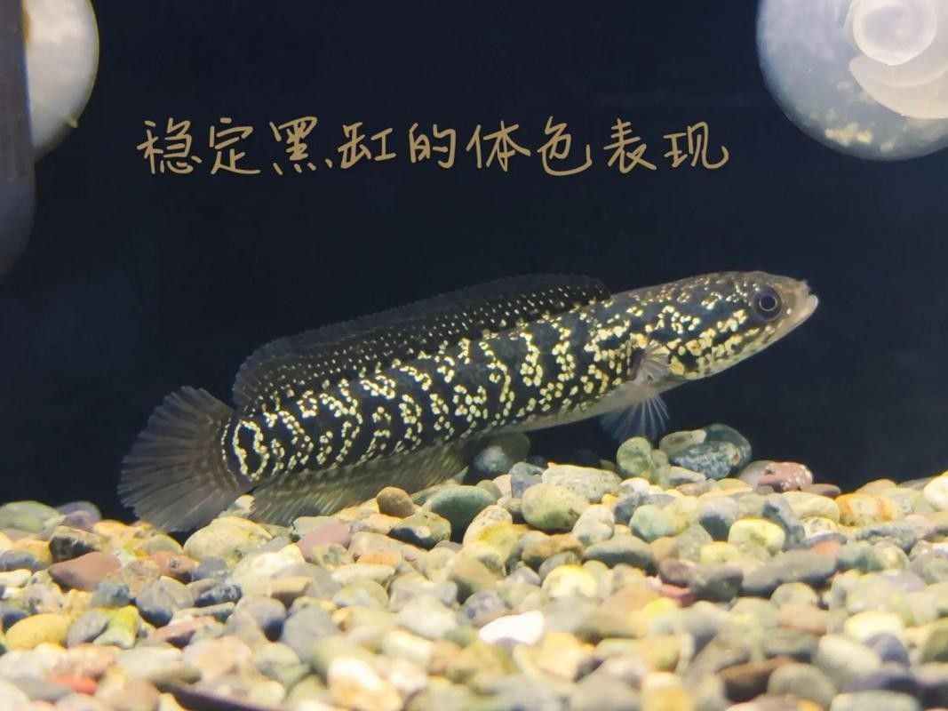 雷龍魚與黑魚