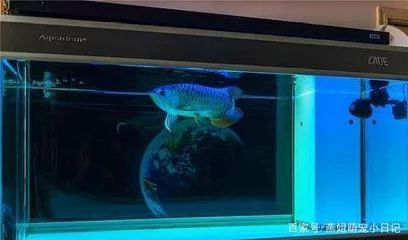 龍魚燈光使用：龍魚燈光使用指南