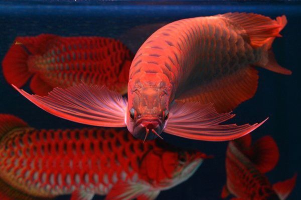 紅龍魚的價格一般是多少？