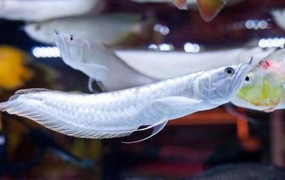 純白銀龍魚（純白銀龍魚的品種介紹銀龍魚的品種介紹）