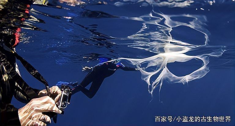 鯨魚怎樣給小鯨魚喂奶