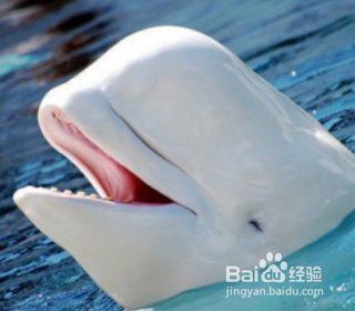 鯨魚怎樣給小鯨魚喂奶