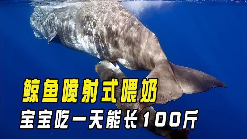 鯨魚怎樣給小鯨魚喂奶