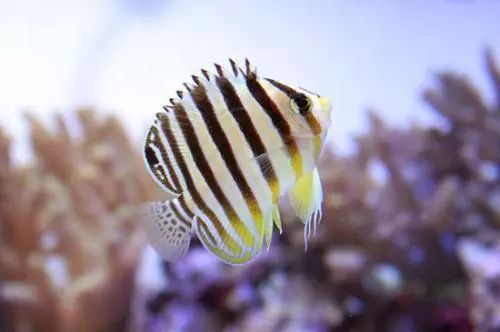 龍魚和神仙魚哪個好養(yǎng)：龍魚和神仙魚哪個更好養(yǎng)
