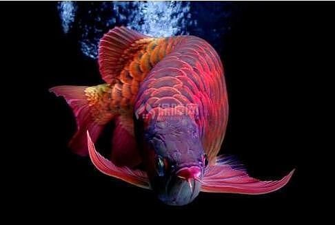 紅龍魚用什么顏色的背景（關于紅龍魚背景顏色選擇的一些詳細信息）