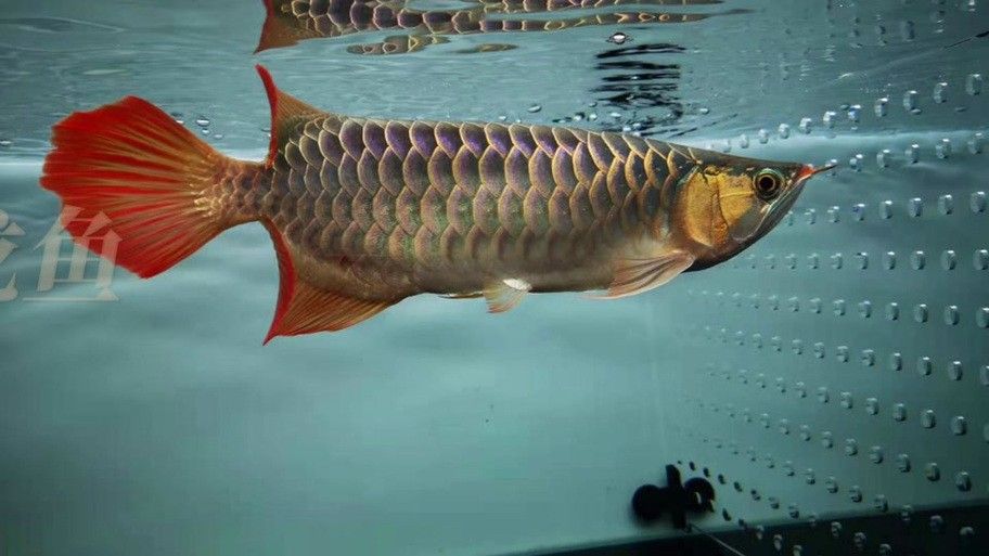 紅色金龍魚圖片整張圖片大全