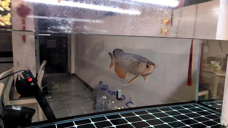 紅色金龍魚圖片整張圖片大全