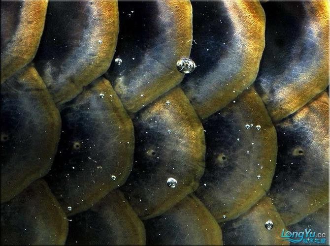 我想看金龍魚長什么樣子