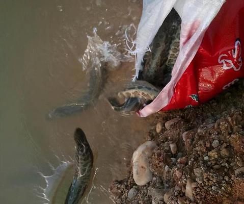 龍魚放生的考量因素（龍魚可以放生到自然水域嗎？）