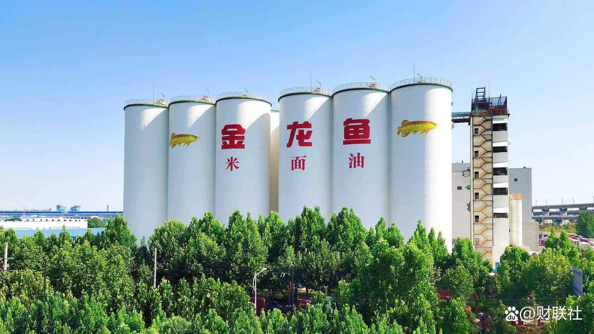 金龍魚科技海報