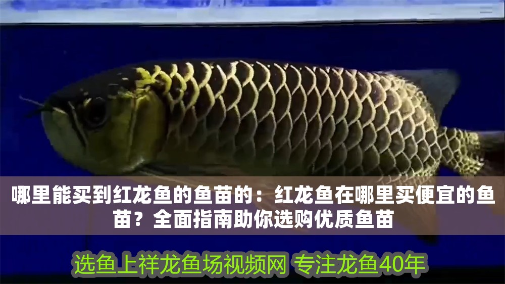 哪里能買到紅龍魚的魚苗的：紅龍魚在哪里買便宜的魚苗？全面指南助你選購優質魚苗