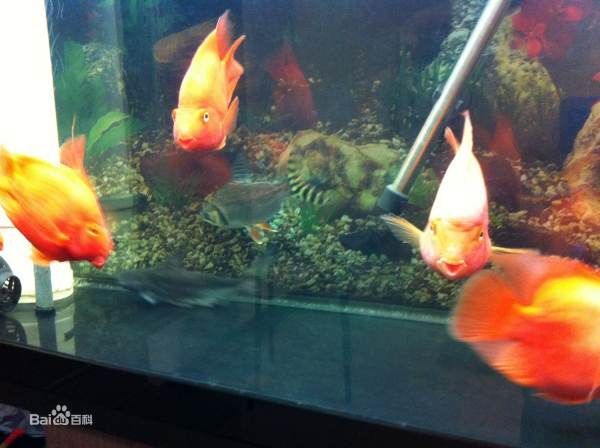 飛鳳魚和龍魚理論上可以混養嗎飛鳳魚和龍魚可以混養嗎：飛鳳魚和龍魚理論上可以混養但需要注意以下幾點
