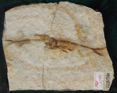 云南龍魚化石的特點：云南龍魚化石具有極高的地質歷史價值