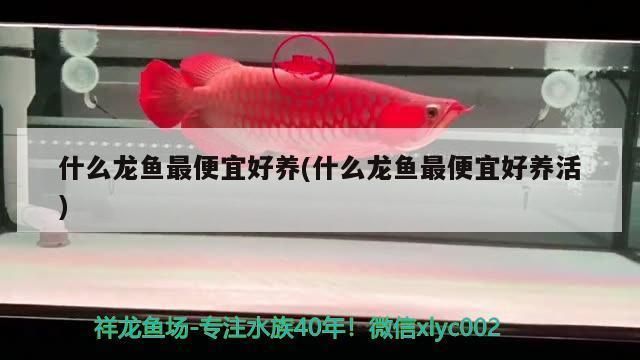 龍魚最便宜：紅龍魚與銀龍魚價(jià)格波動(dòng)原因如何辨別龍魚健康狀況