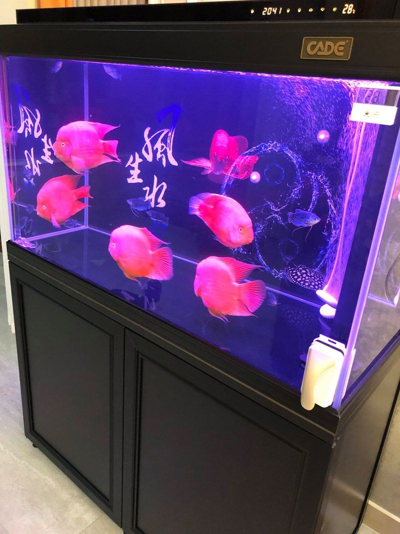 彩蝶龍魚缸CGB好用嗎