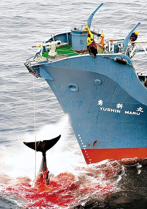 鯨魚(yú)肉為何不建議吃