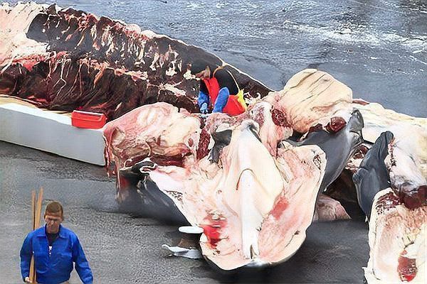 鯨魚(yú)肉為何不建議吃