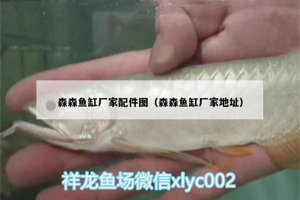 白化銀龍魚和雪龍魚的區別（如何鑒別白化銀龍魚與雪龍魚）