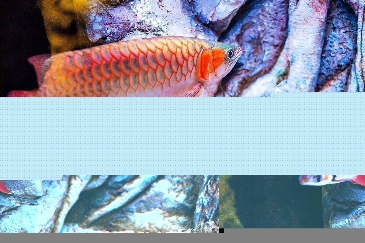龍魚50公分沒發色還能發色嗎