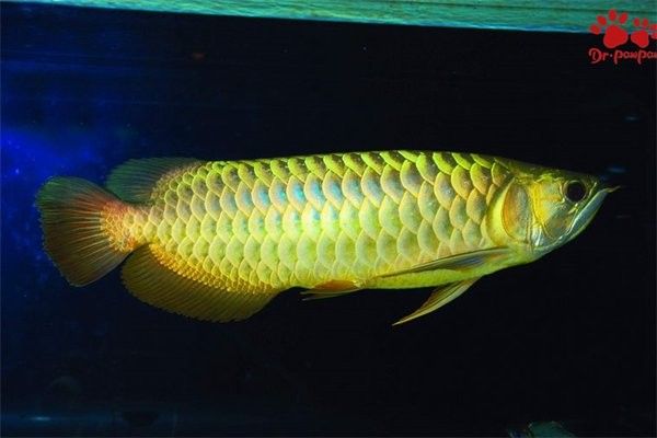 龍魚50公分沒發色還能發色嗎