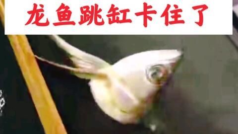 龍魚趴缸并非單純因為無聊而是由于多種原因?qū)е碌模糊堲~無聊是否容易趴缸