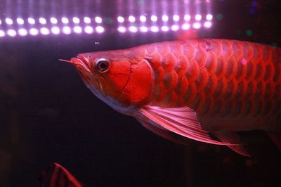 紅龍魚底色分幾種類型（養紅龍魚用什么顏色底板和背景色）