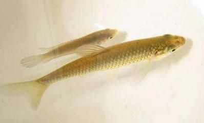 金龍魚可以吃麥穗魚嗎：金龍魚可以吃麥穗魚么，金龍魚可以吃麥穗魚嗎，金龍魚吃麥穗魚么