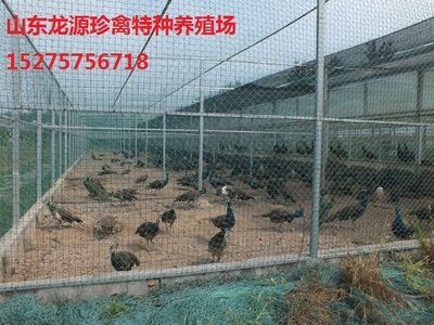 巴卡雷龍魚(yú)幼苗，巴卡雷龍魚(yú)幼苗飼養(yǎng)要點(diǎn)
