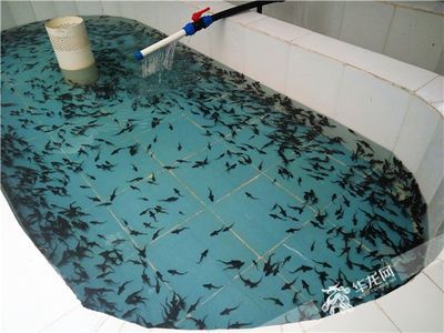 巴卡雷龍魚(yú)幼苗，巴卡雷龍魚(yú)幼苗飼養(yǎng)要點(diǎn)