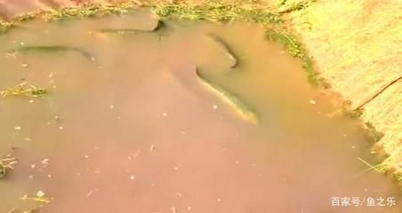 印尼龍魚養殖場考察龍魚繁殖基地圖文.doc淘豆網：關于印尼龍魚養殖場的一些關鍵信息