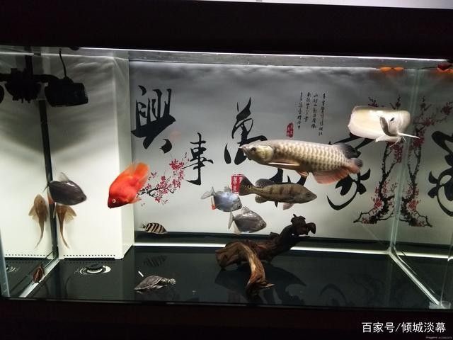 龍魚魚缸燈的擺放位置圖片大全