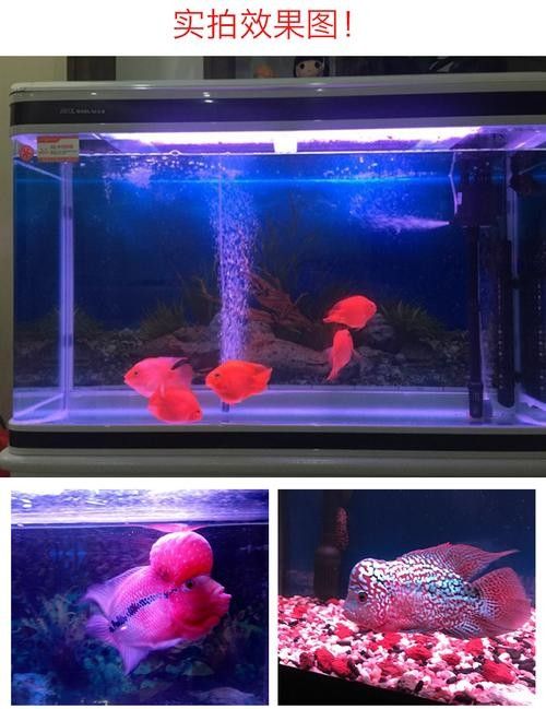 龍魚魚缸燈的擺放位置圖片大全